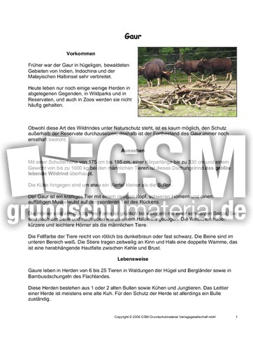 Gaur-Steckbrief-Seite-1-2.pdf